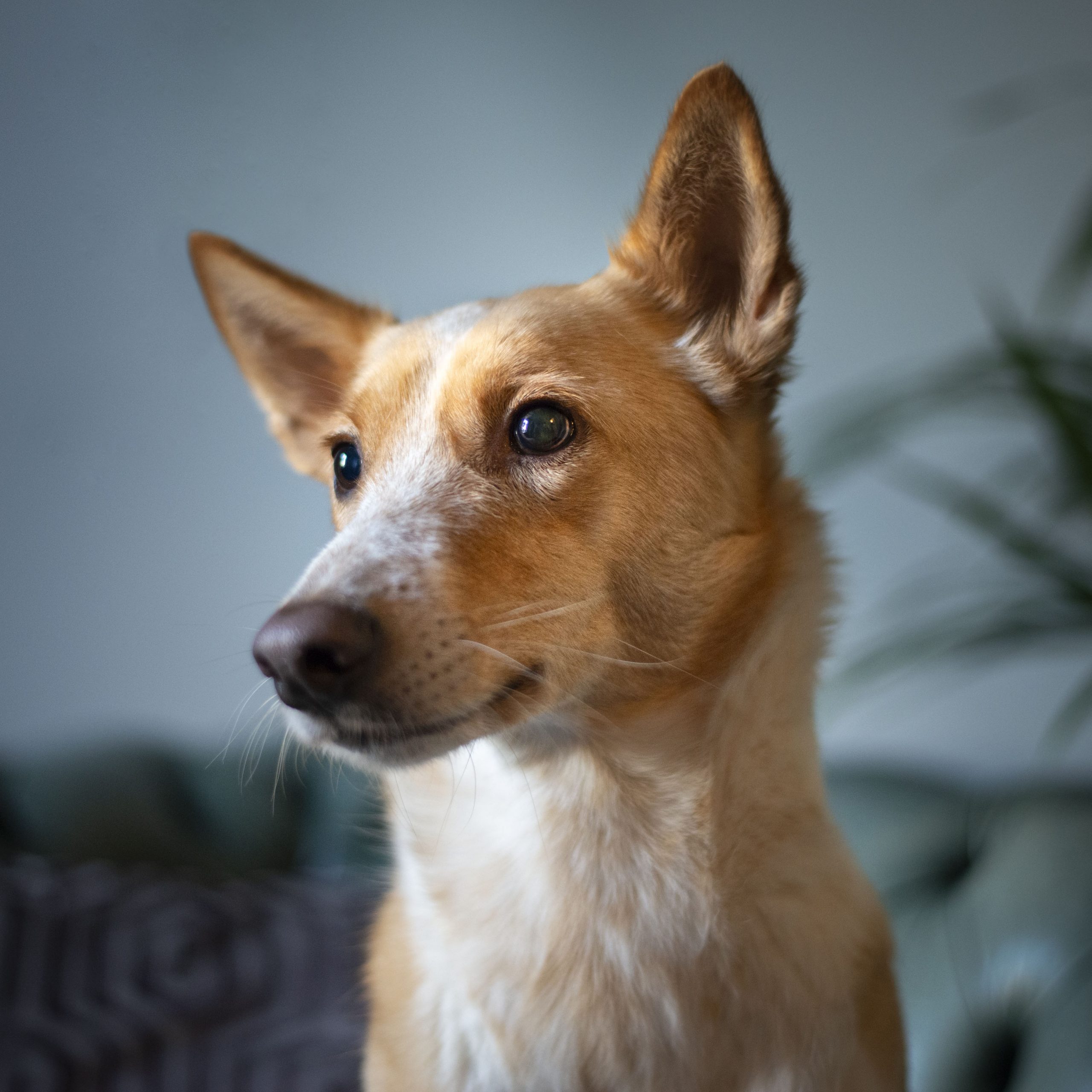 Rex